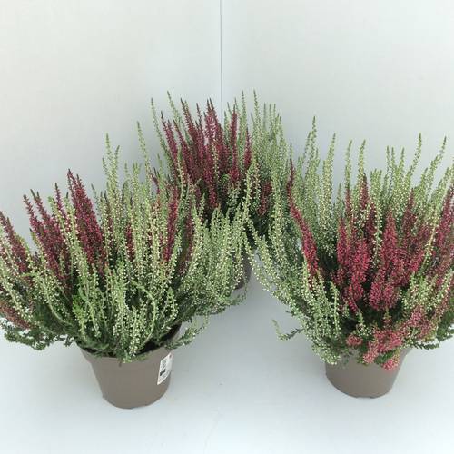 Calluna GG  Twin  T13 H27