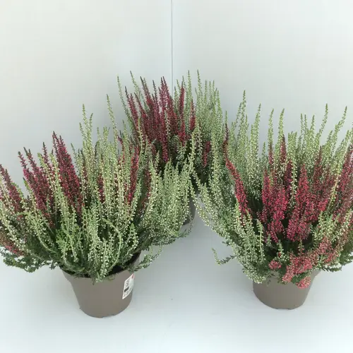 Calluna GG  Twin  T13 H27