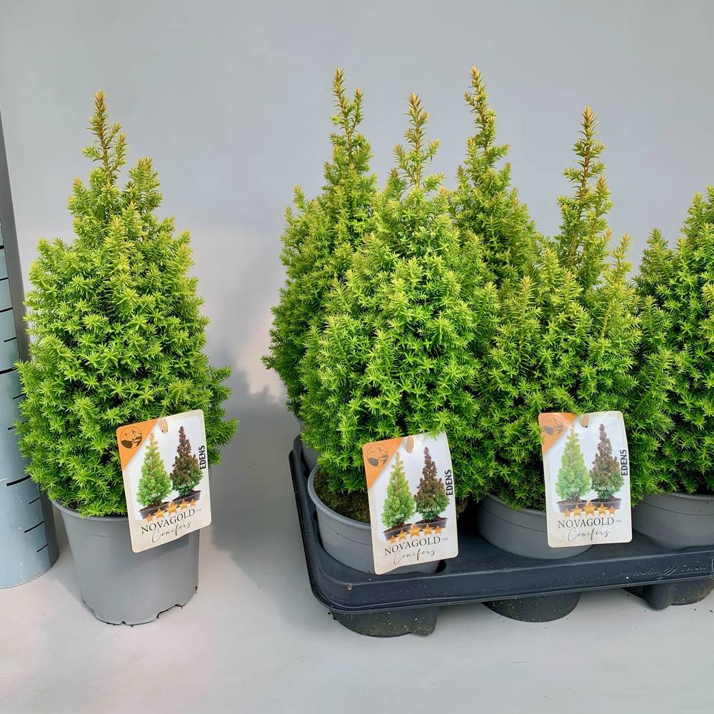 Chamaecyparis Thyoides Novagold T13 H040