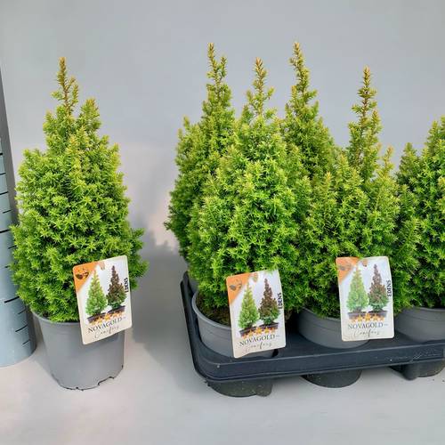 Chamaecyparis Thyoides Novagold T13 H040