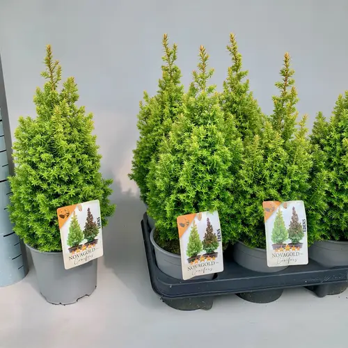 Chamaecyparis Thyoides Novagold T13 H040