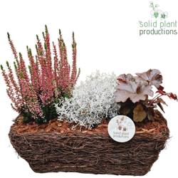 Garten.Arr SRM001 Medium Herbst T26 H035