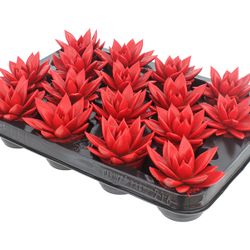 Echev.Gef rot T06 H08