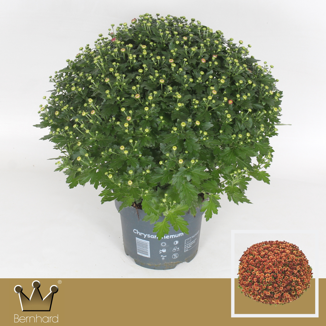 Chrysantheme Kugel orange Jasoda T19 H040