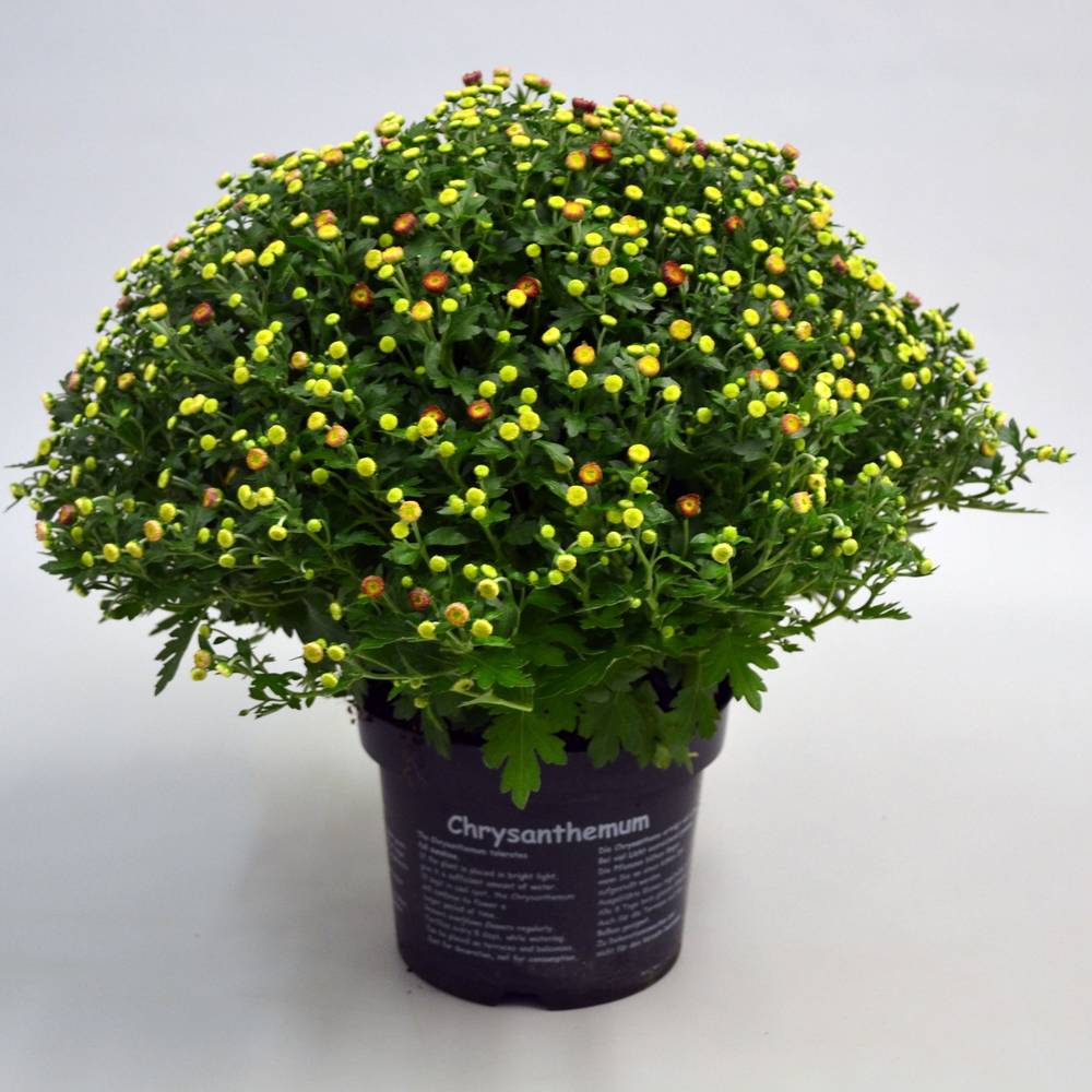 Chrys.orange Jasoda T19 H040