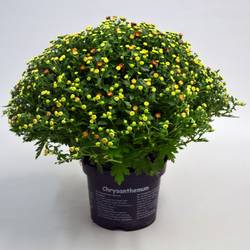 Chrys.orange Jasoda T19 H040