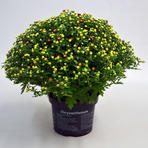 Chrys.orange Jasoda T19 H040