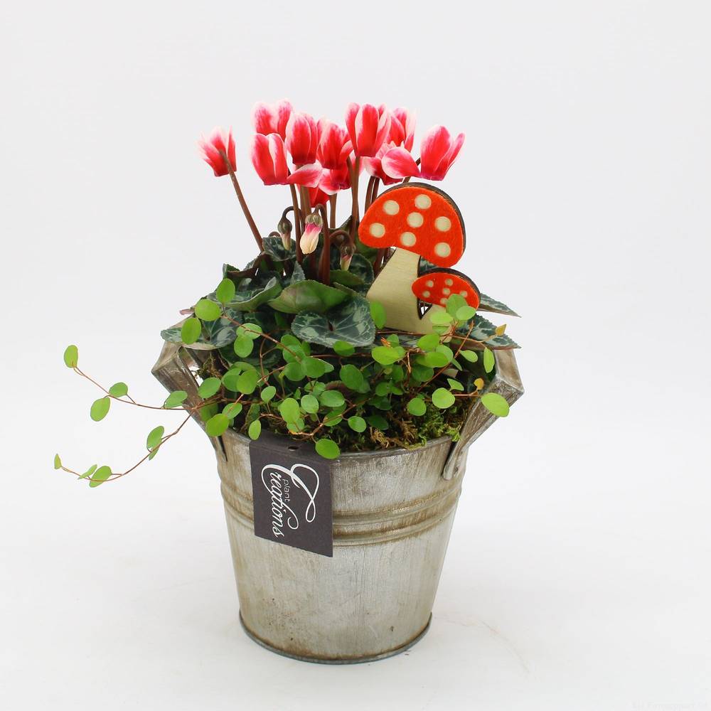 Garten.Arr-2511 Herbst T14 H025
