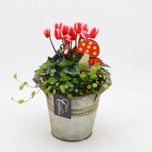 Garten.Arr-2511 Herbst T14 H025