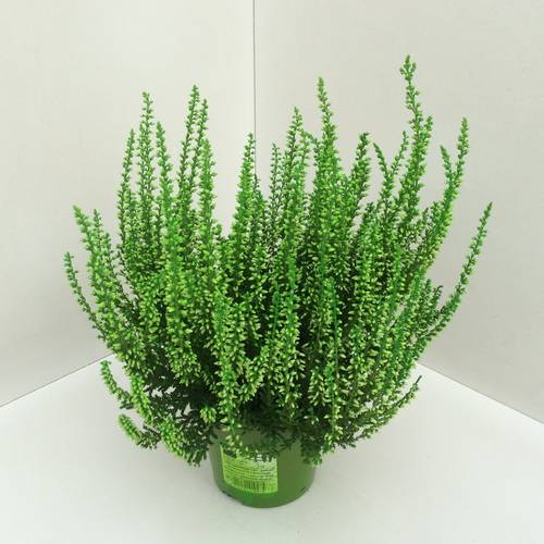 Calluna grün gefärbt T11 H020