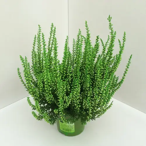 Calluna grün gefärbt T11 H020