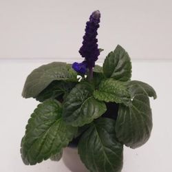 Salvia Farinaceae Mysty blau T13 H25