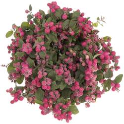 Schneebeere fuchsia Montego 80cm
