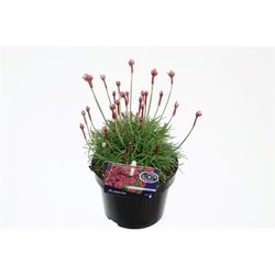 Armeria Maritima Rosea T13 H30