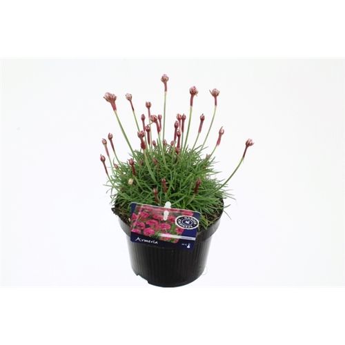 Armeria Maritima Rosea T13 H30