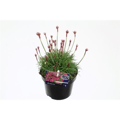 Armeria Maritima Rosea T13 H30
