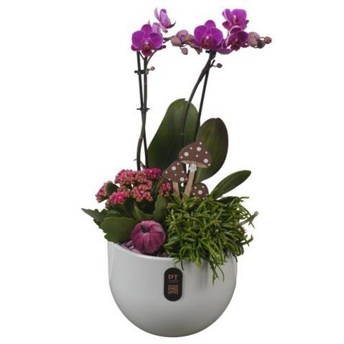 Phal.Arr PTHI3243 Herbst T19 H046