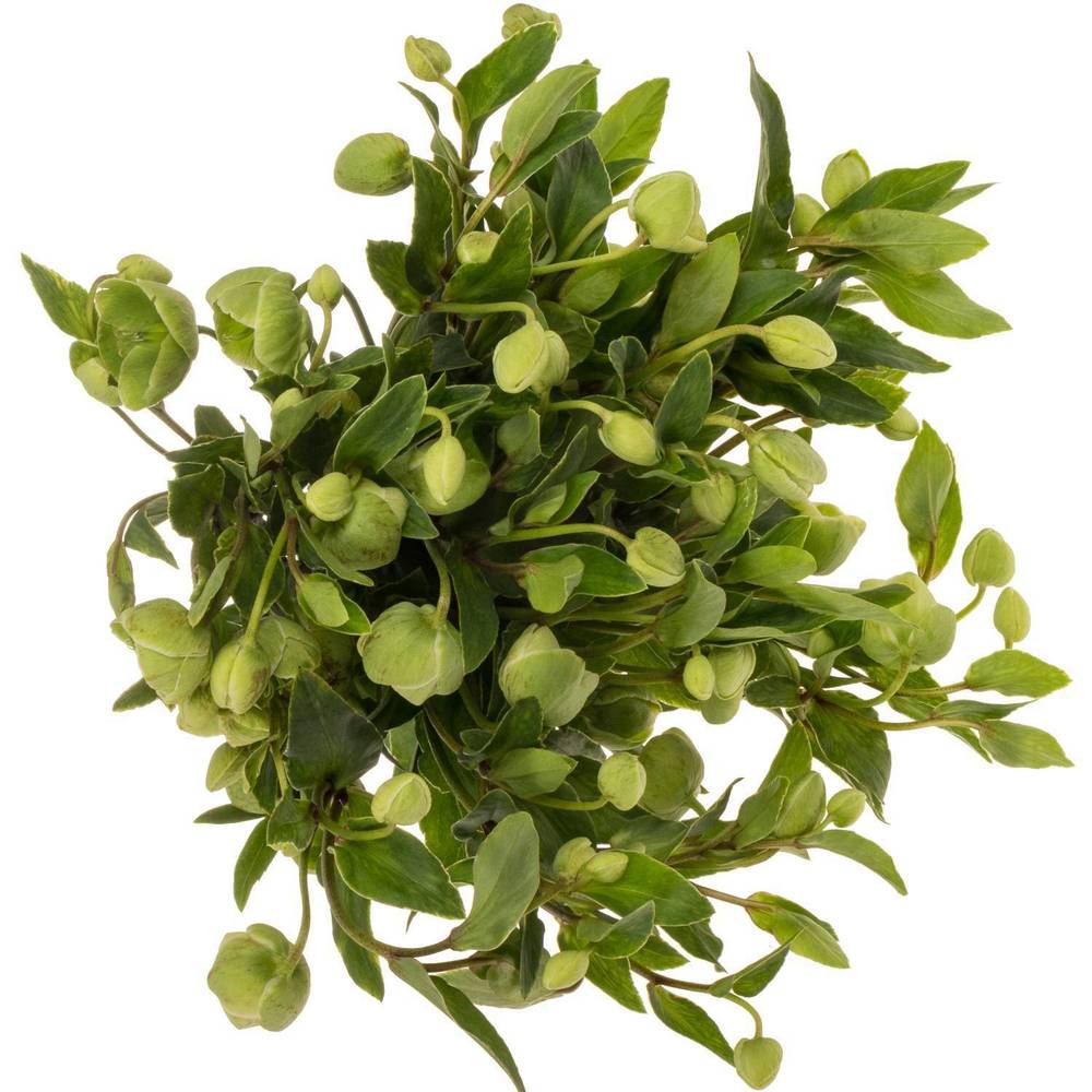 Helleborus grün. Magnificent Bells 55cm
