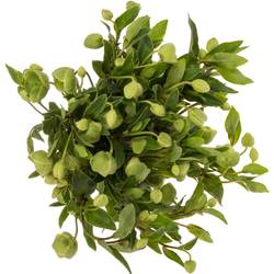 Helleborus grün. Magnificent Bells 55cm