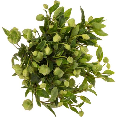 Helleborus grün. Magnificent Bells 55cm