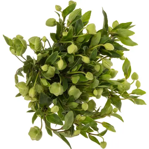 Helleborus grün. Magnificent Bells 55cm