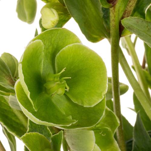 Helleborus grün. Magnificent Bells 55cm