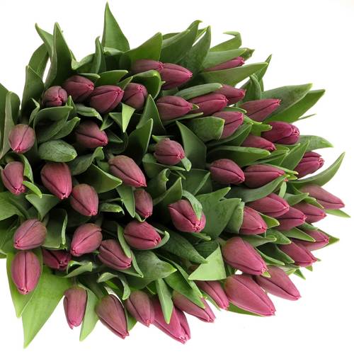Tulpe lila Copex 28 Gramm