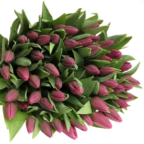 Tulpe lila Copex 28 Gramm