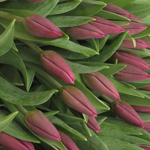 Tulpe lila Copex 28 Gramm