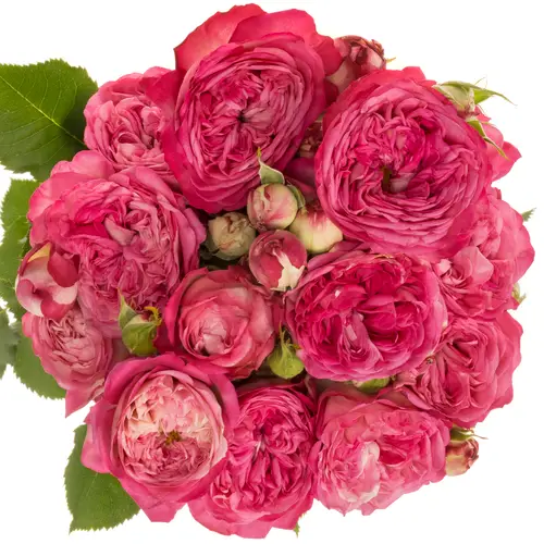 Rose verzweigt rosa Magic Trendsetter 4+50cm