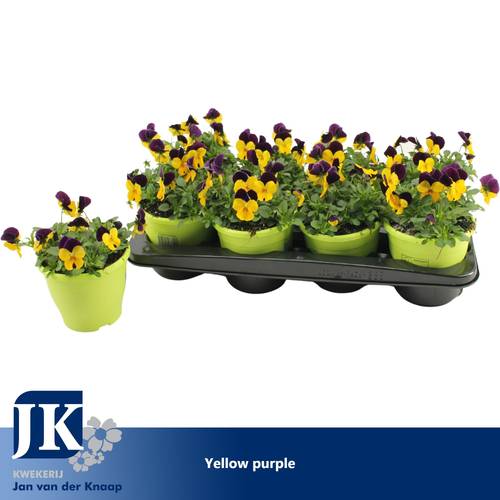 Hornveilchen gelb lila T14 H012