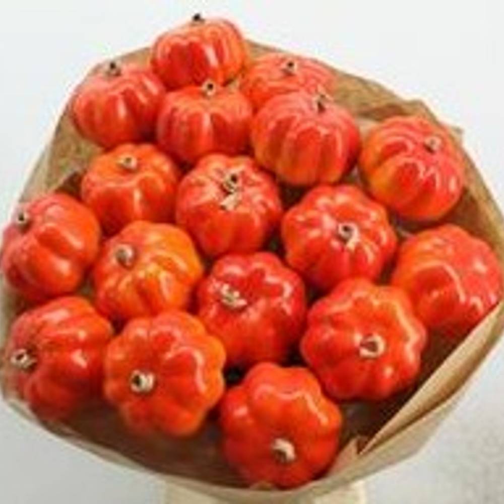 Trocken Pompoen L55cm x18