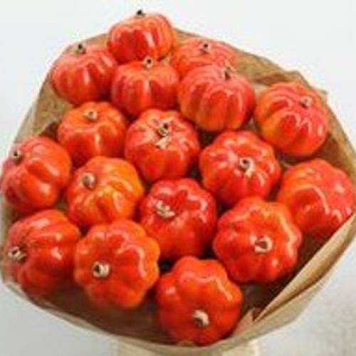 Trocken Pompoen L55cm x18