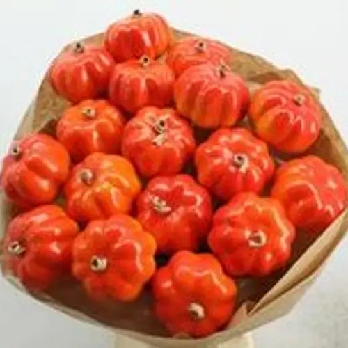 Trocken Pompoen L55cm x18