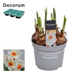 Narzisse 5er weiss Cragford T12 H017