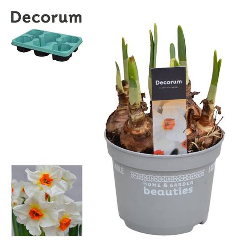 Narzisse 5er weiss Cragford T12 H017