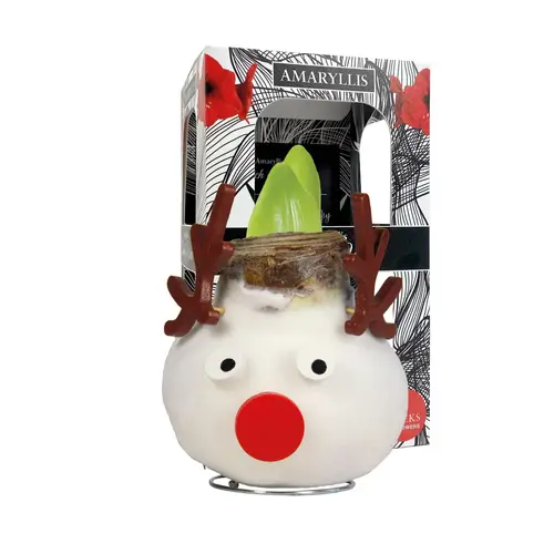 Amar.Bol Wachs Rentier im Giftbox rote Bl. 32cm H022