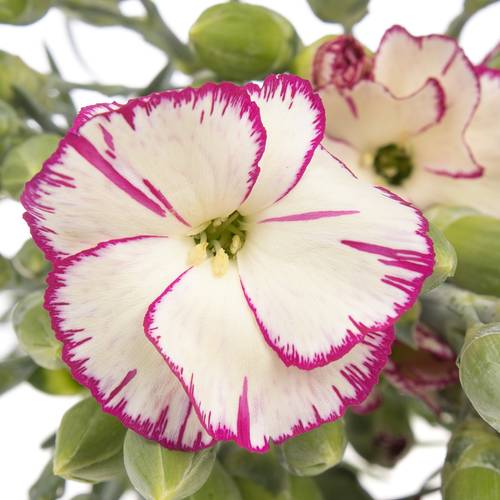 Mininelke weiss/lila Tino Solomio 60cm