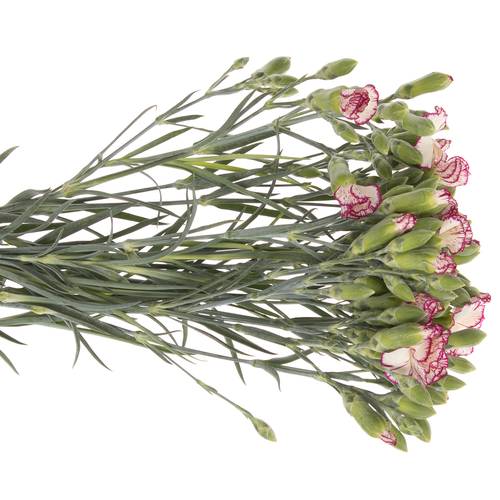 Mininelke weiss/lila Tino Solomio 60cm