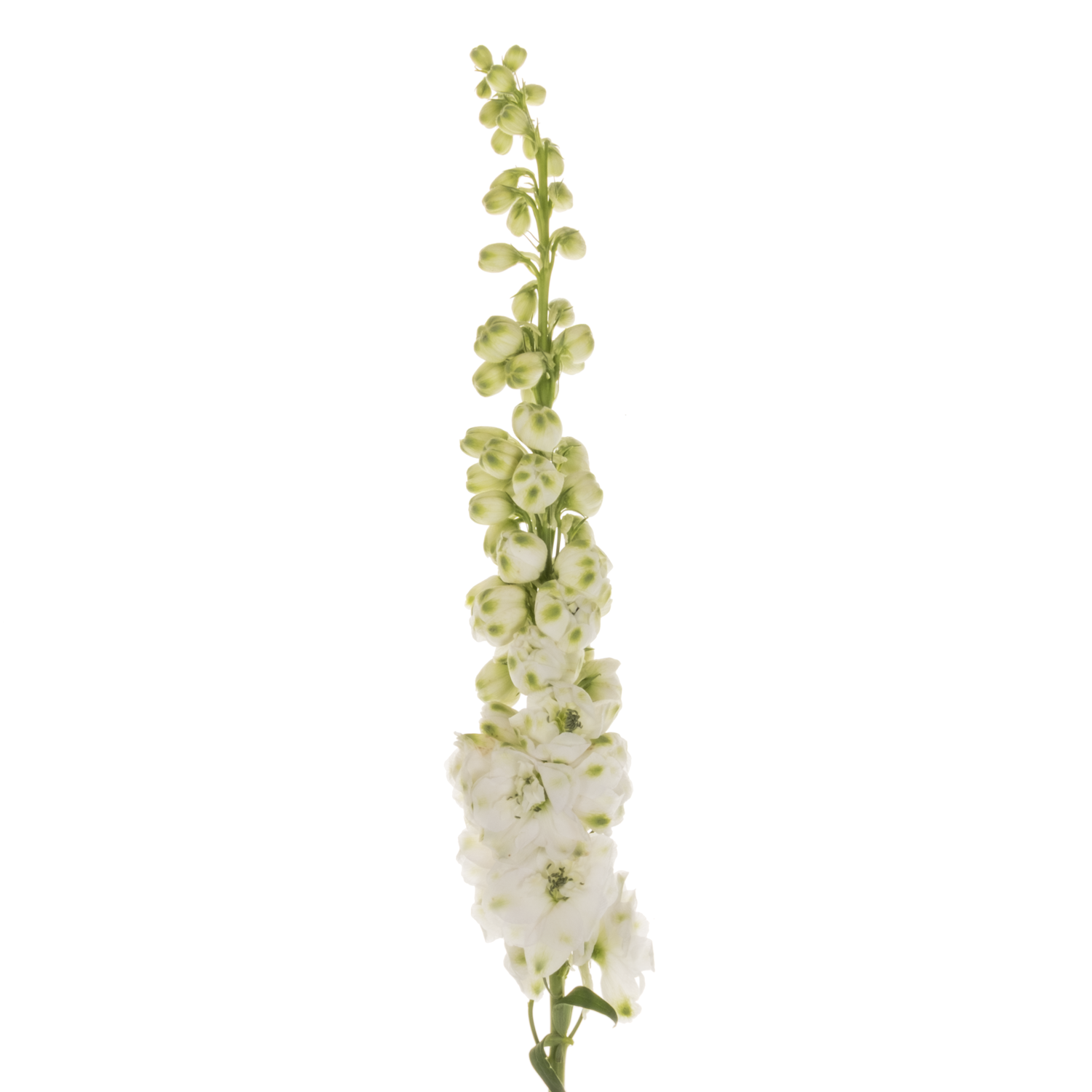 Delphinium weiss Aurora 60cm
