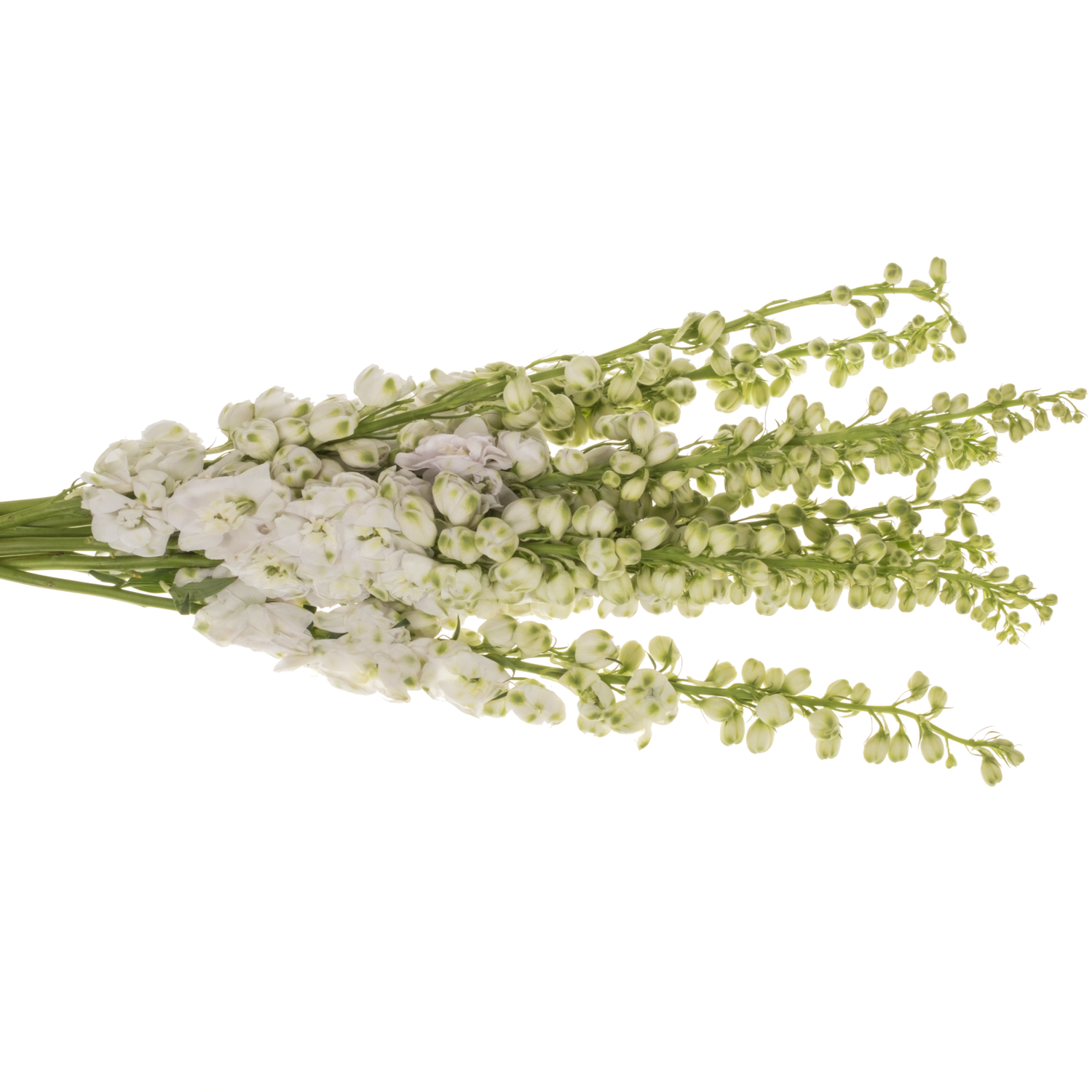 Delphinium weiss Aurora 60cm