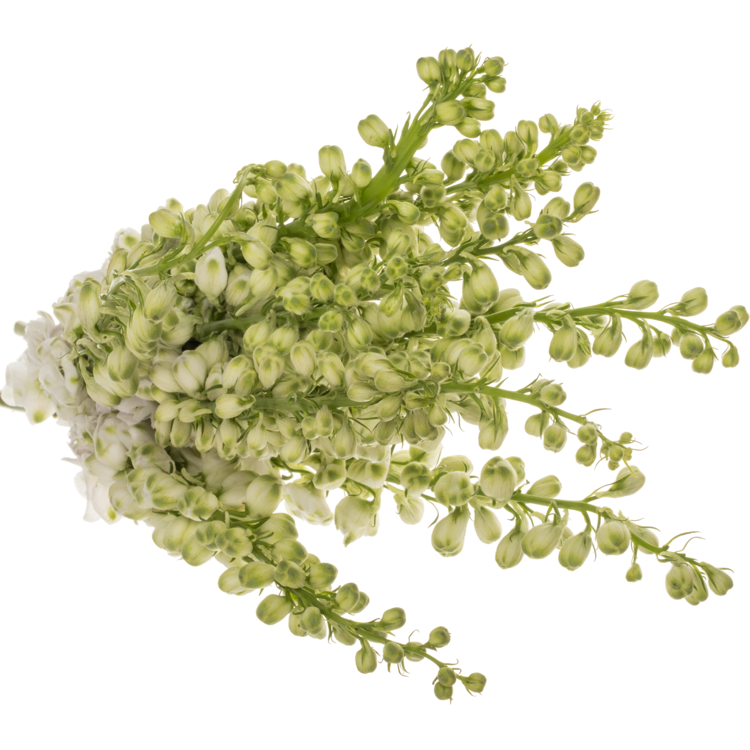 Delphinium weiss Aurora 60cm