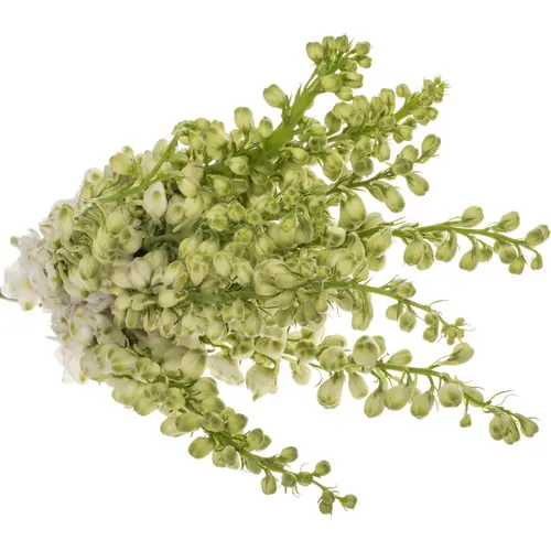 Delphinium weiss Aurora 60cm
