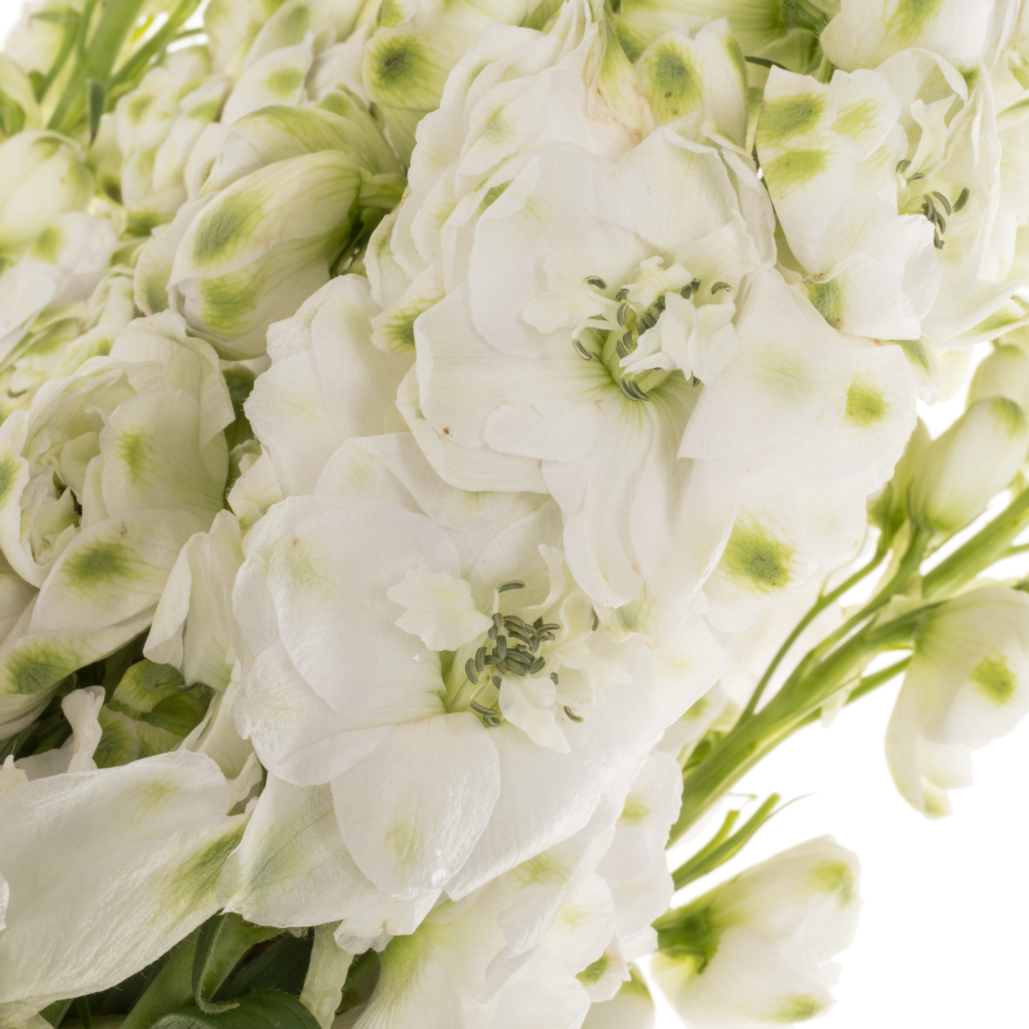 Delphinium weiss Aurora 60cm