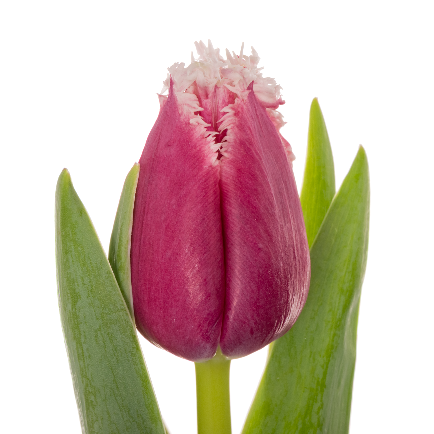 Tulpe lila/creme San raffael 30 Gramm