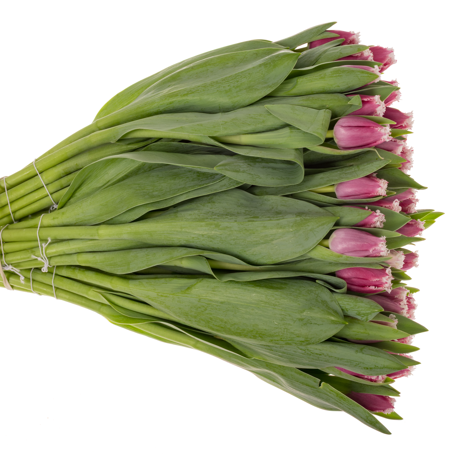 Tulpe lila/creme San raffael 30 Gramm