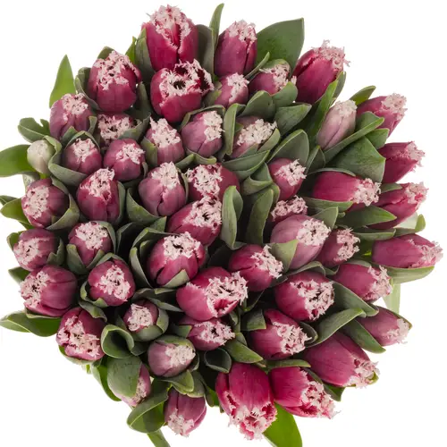 Tulpe lila/creme San raffael 30 Gramm