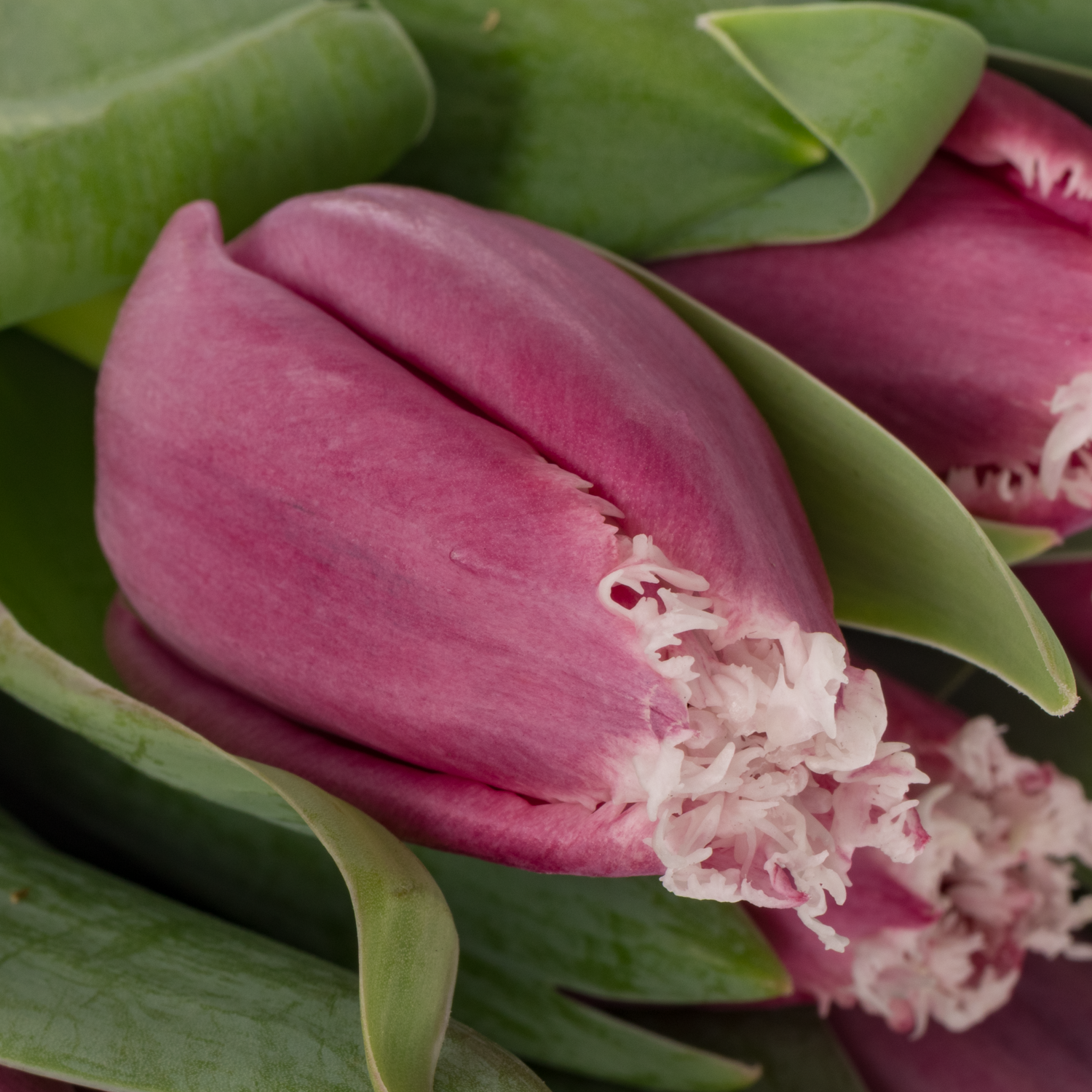 Tulpe lila/creme San raffael 30 Gramm