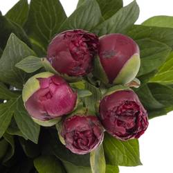 Pfingstrose rot Henry Bockstoce Ex 60cm