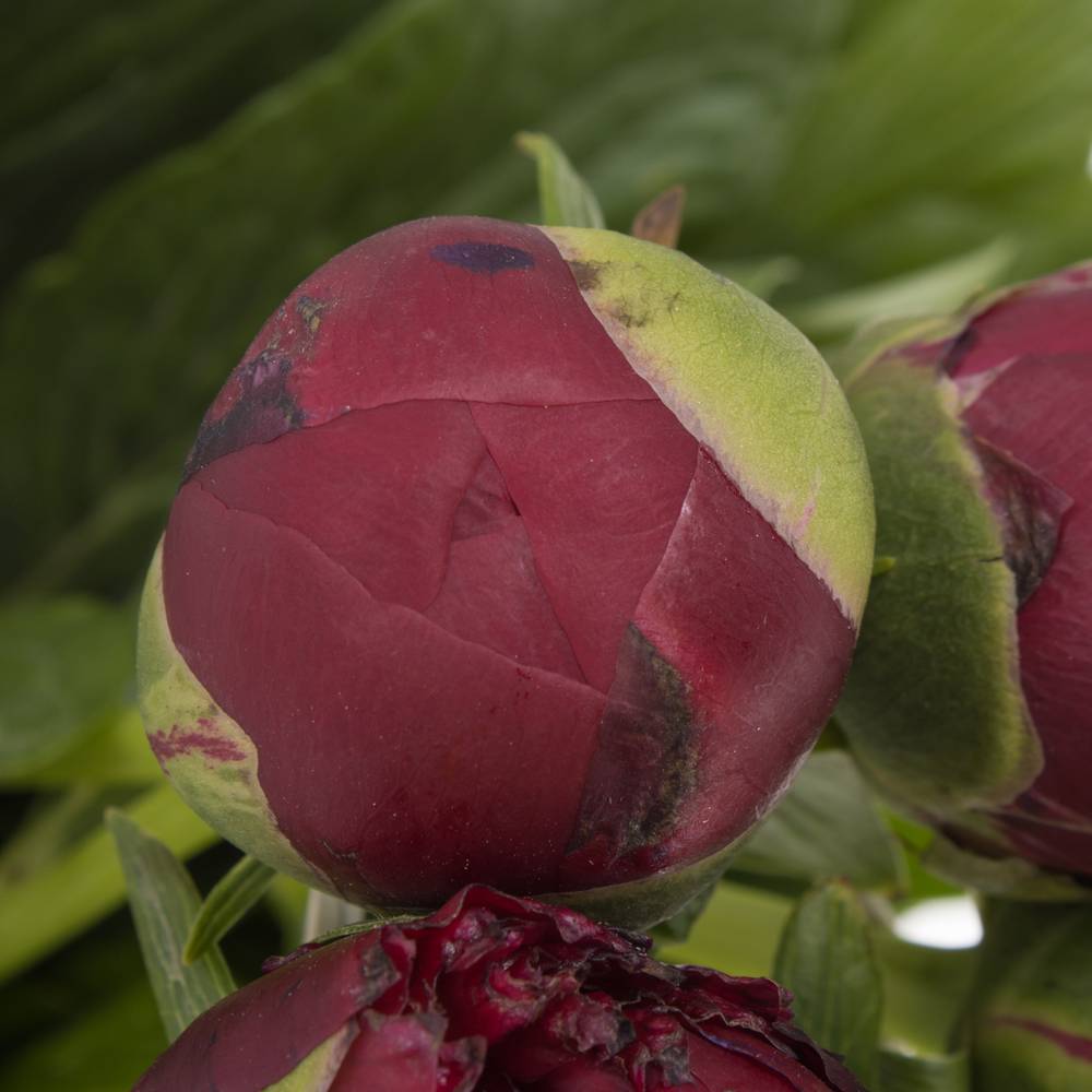 Pfingstrose rot Henry Bockstoce Ex 60cm